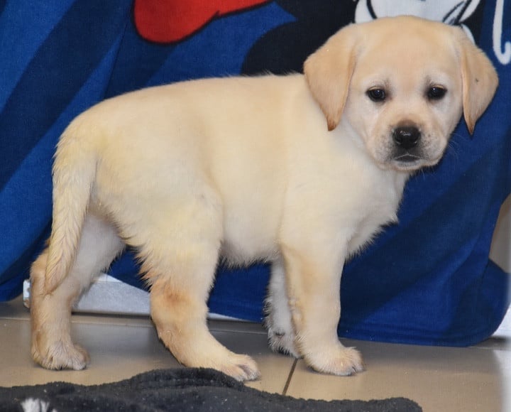 A.....................DU GRAND ETRICHER