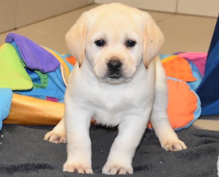 A.....................DU GRAND ETRICHER