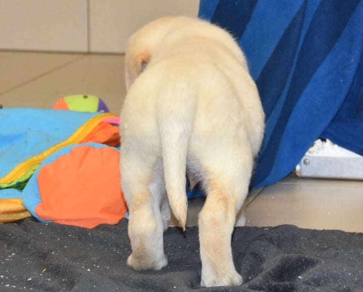 A.......................DU GRAND ETRICHER