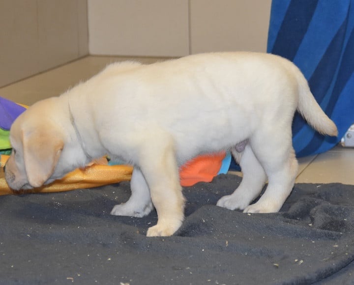 A.......................DU GRAND ETRICHER