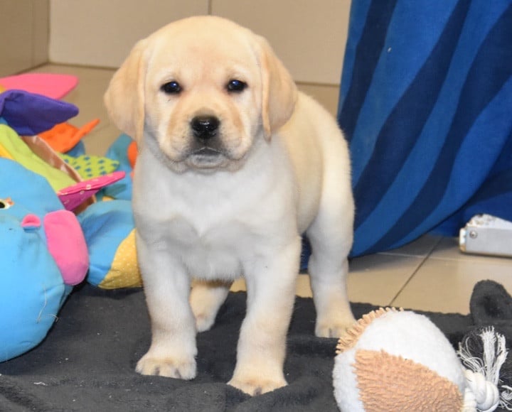 A..................DU GRAND ETRICHER