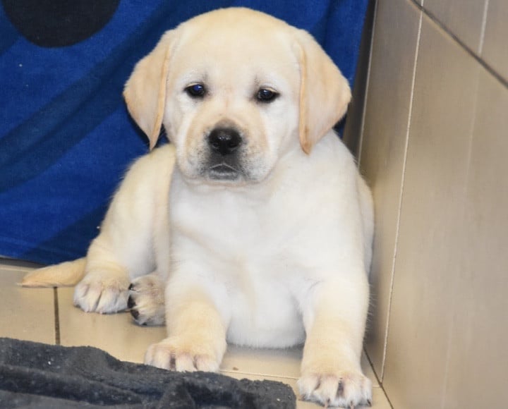 A..................DU GRAND ETRICHER