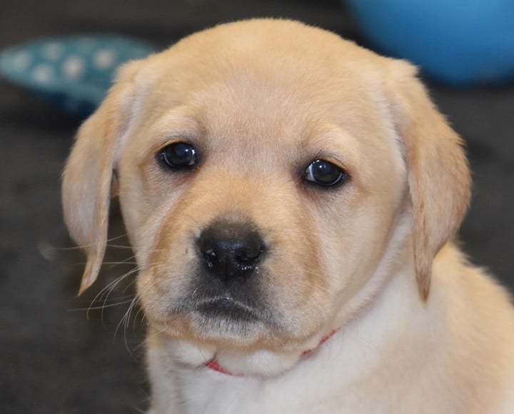 A....................DU GRAND ETRICHER