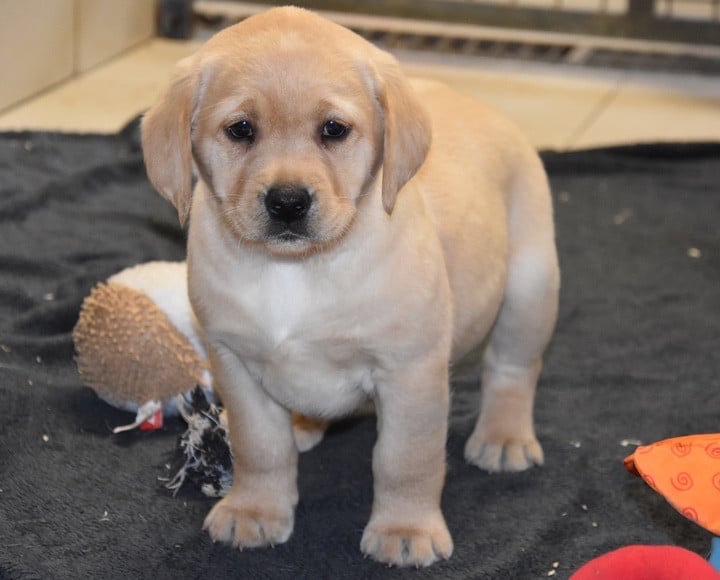 A...................DU GRAND ETRICHER