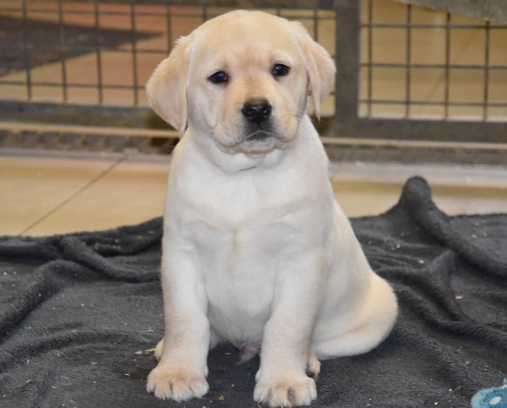 A.................;DU GRAND ETRICHER