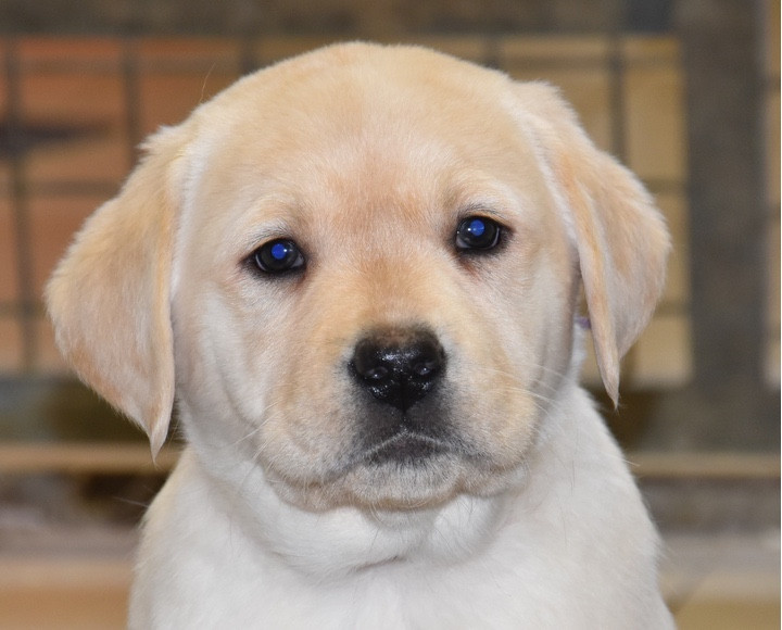 A.................;DU GRAND ETRICHER