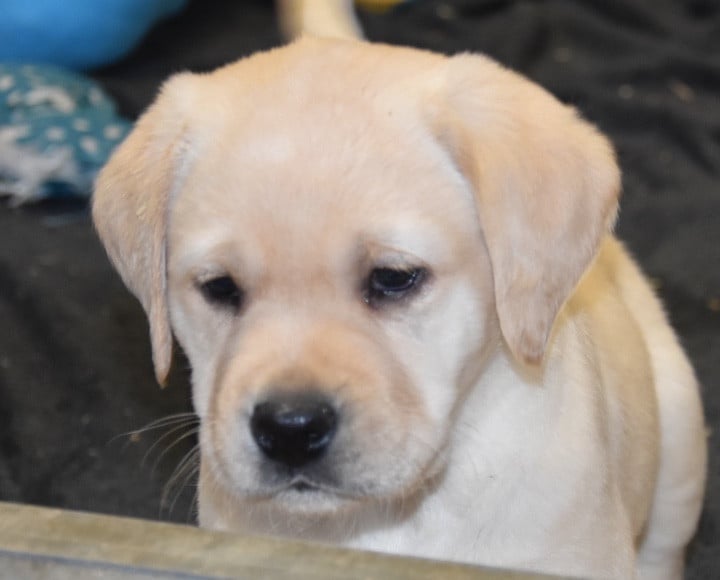 A..........................DU GRAND ETRICHER