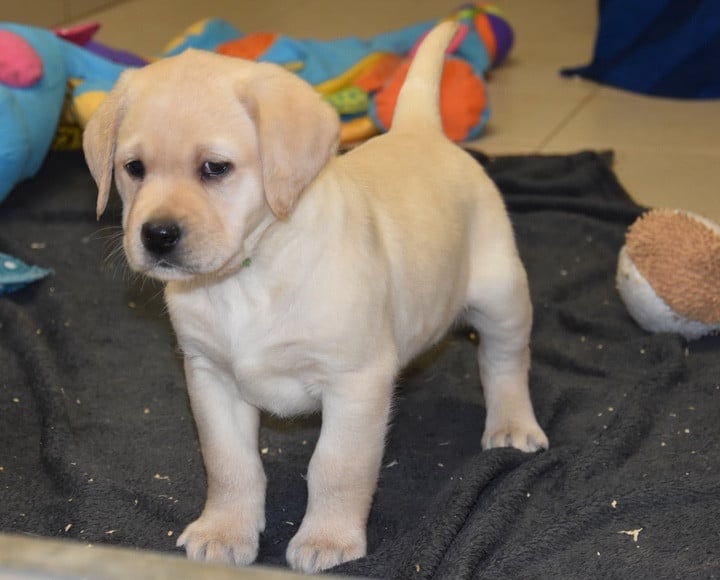 A..........................DU GRAND ETRICHER