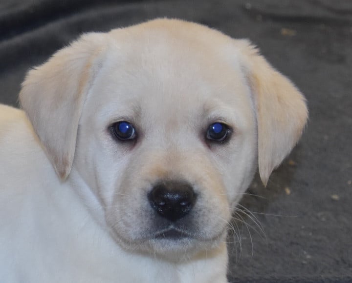 A.....................DU GRAND ETRICHER