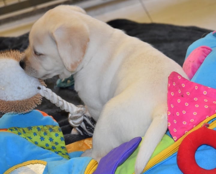 A.....................DU GRAND ETRICHER