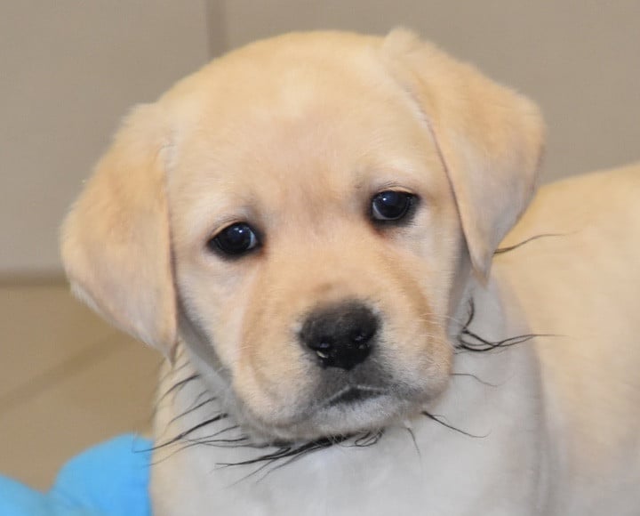 A.................... DU GRAND ETRICHER