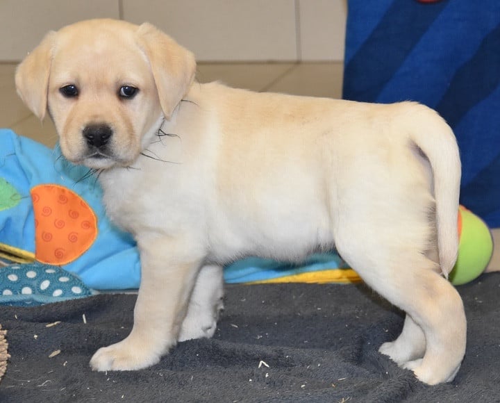 A.................... DU GRAND ETRICHER