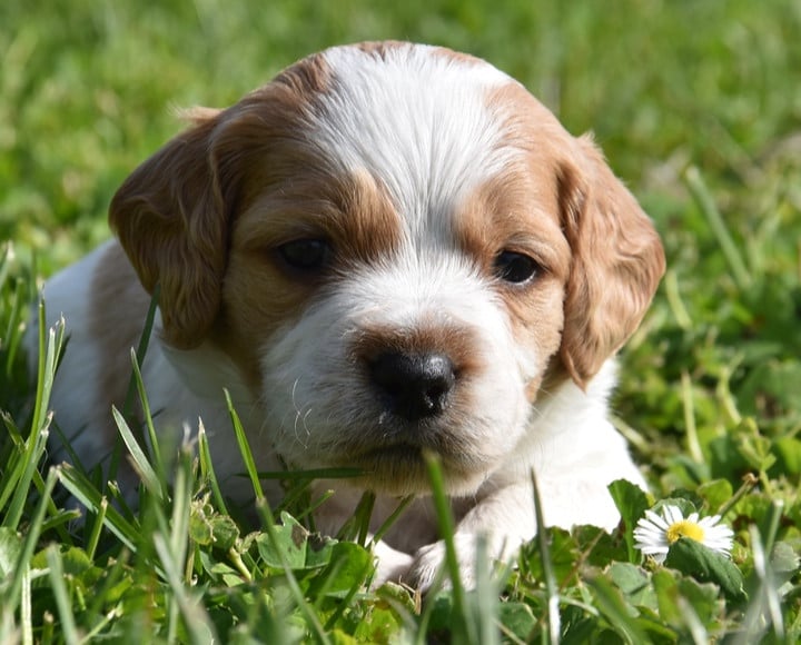 B.............DU GRAND ETRICHER - Epagneul Breton