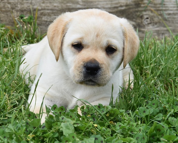 B..............DU GRAND ETRICHER - Labrador Retriever
