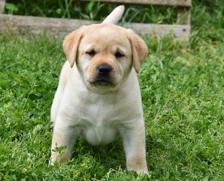 B..............DU GRAND ETRICHER - Labrador Retriever