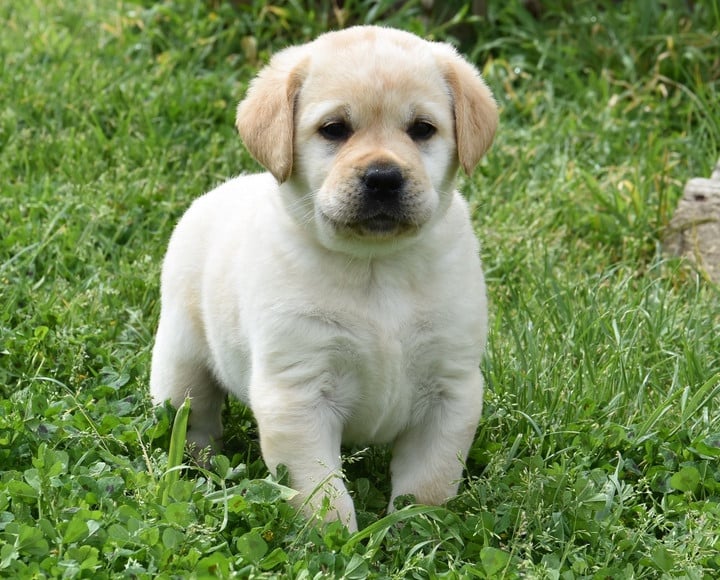 B..............DU GRAND ETRICHER - Labrador Retriever
