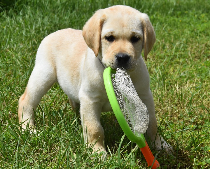 B............DU GRAND ETRICHER COLLIER GRIS - Labrador Retriever
