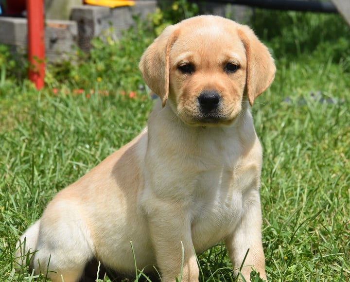 B.........DU GRAND ETRICHER COLLIER VERT - Labrador Retriever