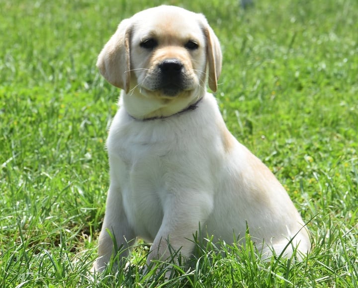B..............;DU GRAND ETRICHER COLLIER VIOLET - Labrador Retriever