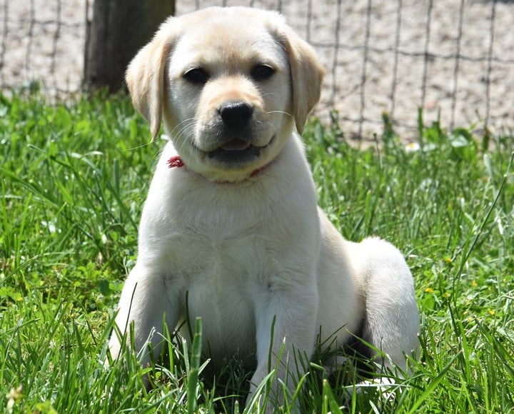 B.............DU GRAND ETRCHER COLLIER ROUGE - Labrador Retriever
