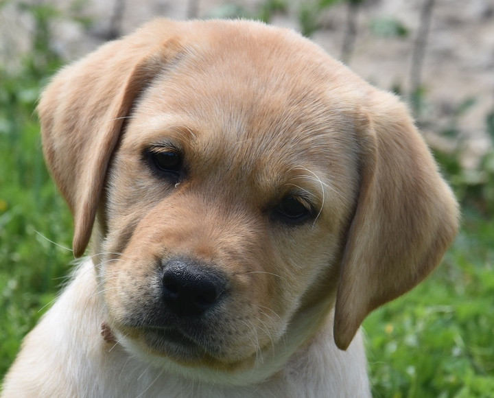 B...............DU GRAND ETRICHER COLLIER ROSE - Labrador Retriever