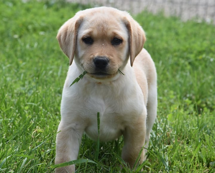 B..............DU GRAND ETRICHER COLLIER ORANGE - Labrador Retriever