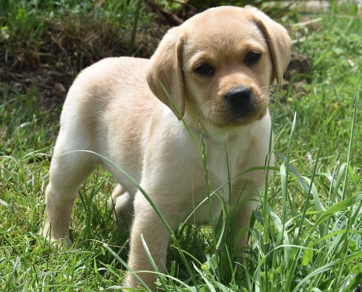 B................DU GRAND ETRICHER COLLIER BLANC - Labrador Retriever