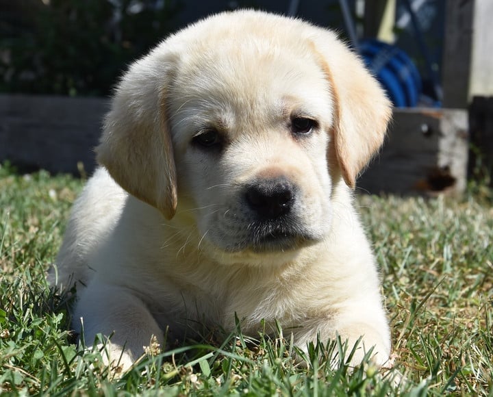 B..................DU GRAND ETRICHER - Labrador Retriever
