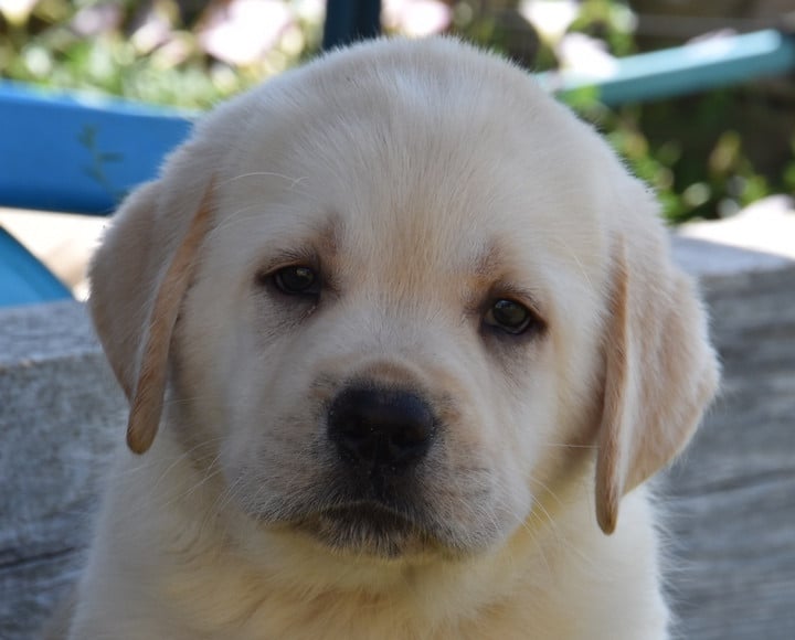 B.....................DU GRAND ETRICHER - Labrador Retriever