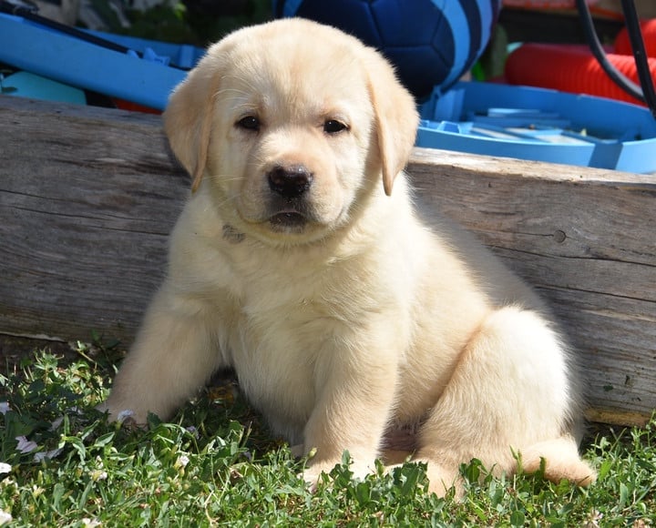 B....................DU GRAND ETRICHER - Labrador Retriever