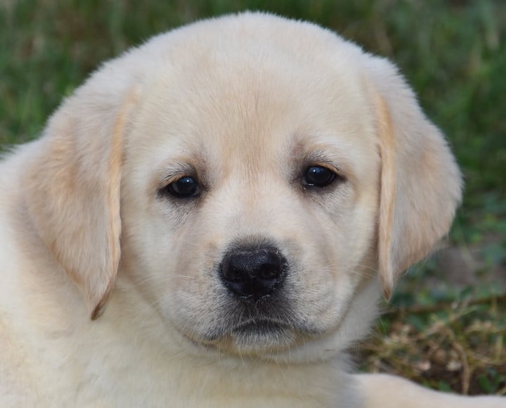 B......................DU GRAND ETRICEHR - Labrador Retriever