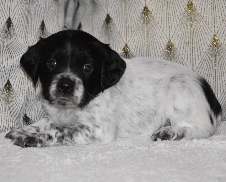 A................DU GRAND ETRICHER