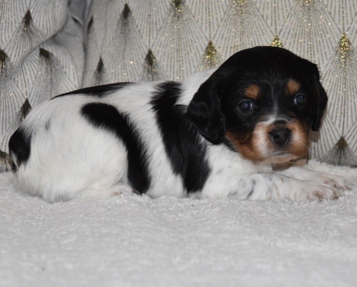 A.................DU GRAND ETRICHER