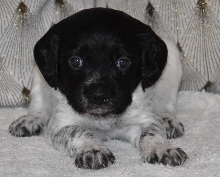 A.................DU GRAND ETRICHER