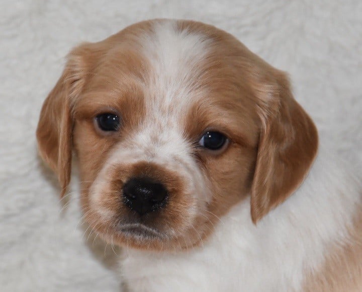 A.................DU GRAND ETRICHER