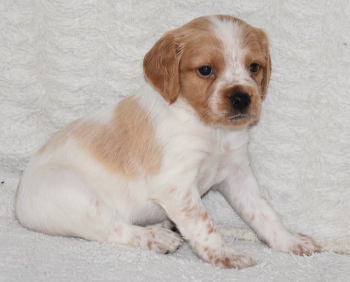 A.................DU GRAND ETRICHER