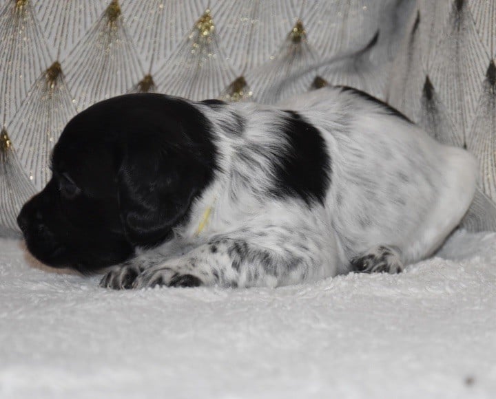 A.................DU GRAND ETRICHER