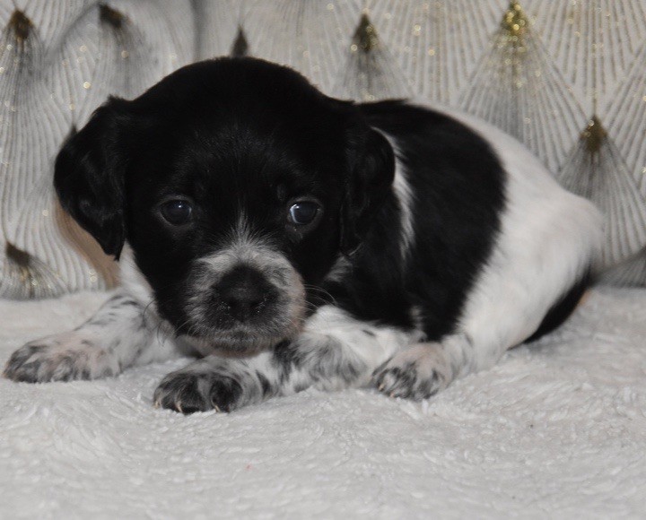 ALZA DU GRAND ETRICHER