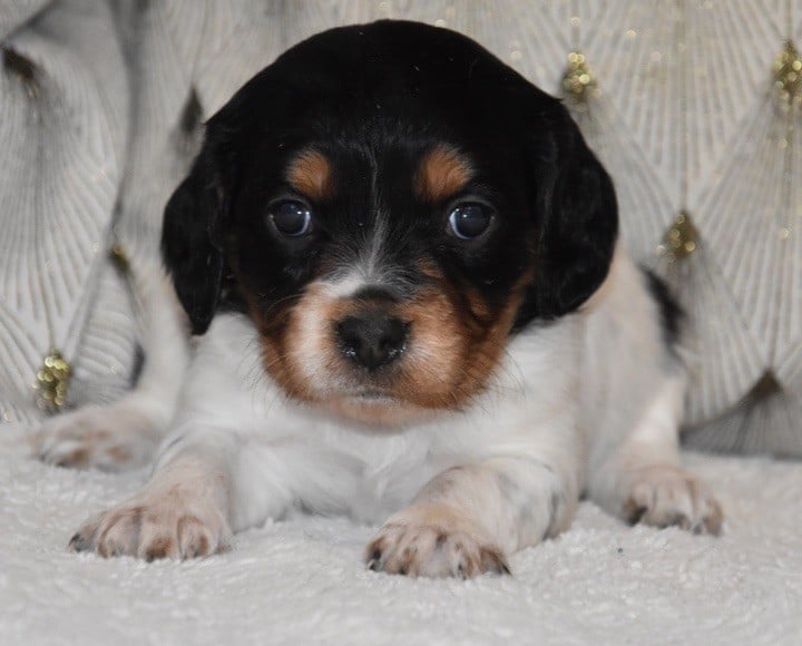 A.................DU GRAND ETRICHER