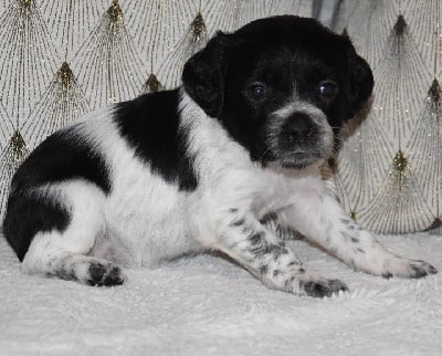 Les chiots de Epagneul Breton