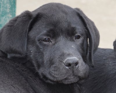 Les chiots de Labrador Retriever