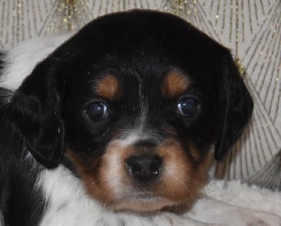 Les chiots de Epagneul Breton