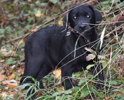 Les chiots de Labrador Retriever