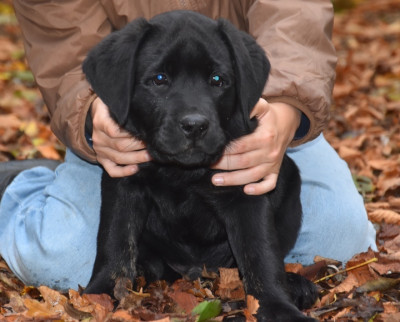 Les chiots de Labrador Retriever
