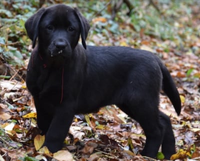 Les chiots de Labrador Retriever