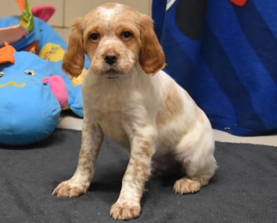 Les chiots de Epagneul Breton