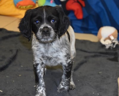 Les chiots de Epagneul Breton