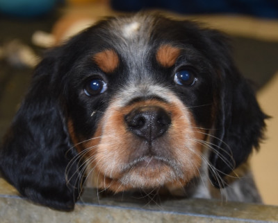 Les chiots de Epagneul Breton