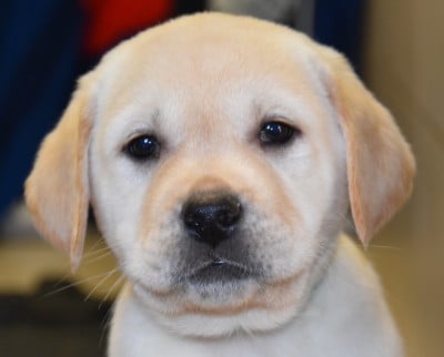 Les chiots de Labrador Retriever