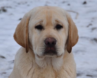 Les chiots de Labrador Retriever